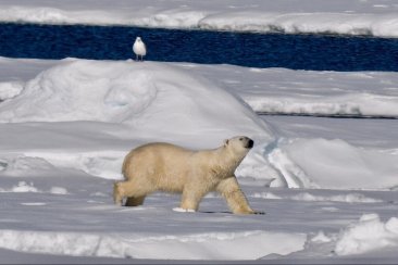 ijsbeer, Spitsbergen - Laurens Steijn 2019