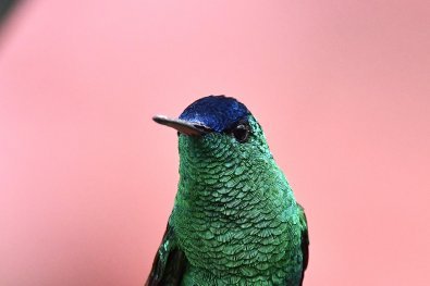 Colombia 2022 - Indigo-capped Hummingbird