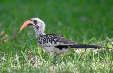 Western Red-billed Hornbill - Klaas de Jong