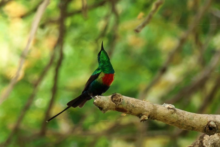 Sunbird - Jack Folkers