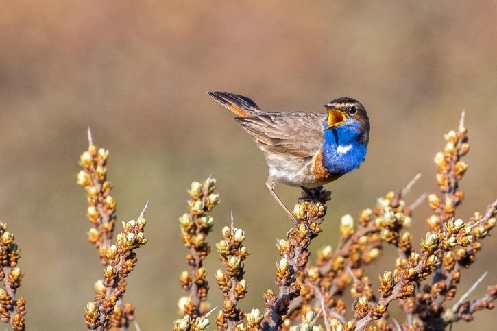 Blauwborst - Lenie de Boer