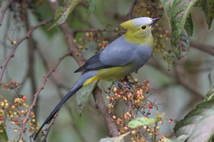 vogelreis costa rica.jpg Vogelreis Costa Rica - Birdingbreaks