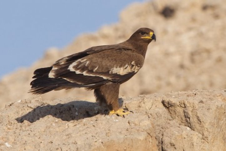 vogelreis oman - birdingbreaks.jpg Vogelreis Oman - BirdingBreaks
