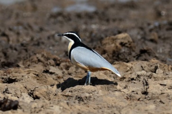 vogelreis gambia - birdingbreaks.jpg Vogelreis Gambia - BirdingBreaks