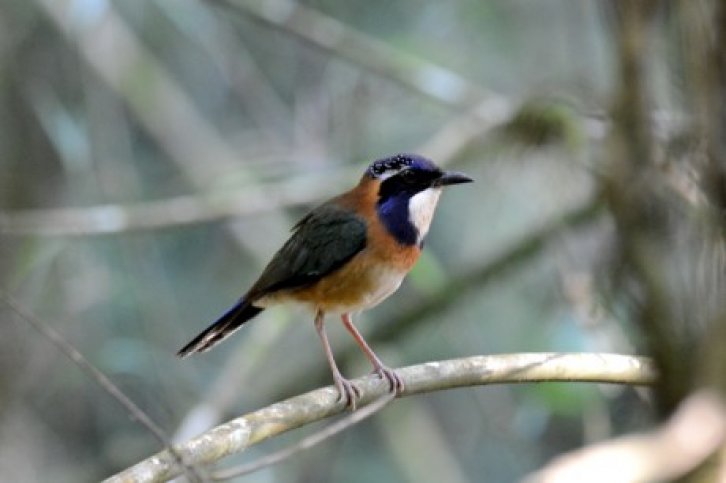 rondreis madagaskar - birdingbreaks.jpg rondreis Madagaskar - BirdingBreaks