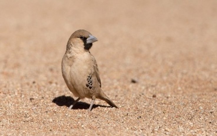 vogelreis namibie - birdingbreaks.jpg vogelreis Namibië - BirdingBreaks.jpg