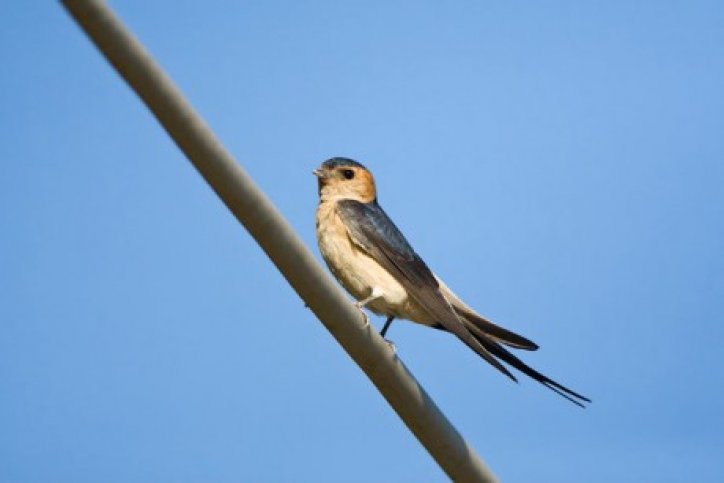 vogelreis lesbos najaar g18128.jpg vogelreis lesbos najaar- Birdingbreaks