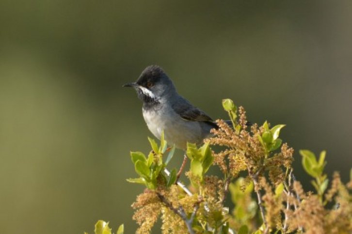 easy birding lesbos g18050.jpg Vogelreis easy birding lesbos- BirdingBreaks
