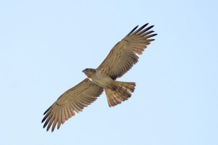 zuid-spanje - tarifa en coto donana g18126.jpg zuid-spanje - tarifa en coto donana- BirdingBreaks