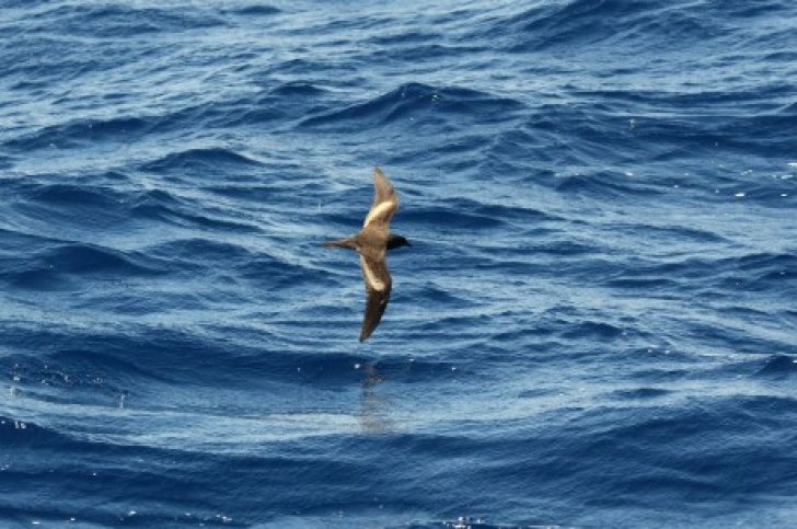 madeira, zeevogels, dolfijnen en endemen g18098.jpg Vogelreis madeira, zeevogels, dolfijnen en endemen-BirdingBreaks