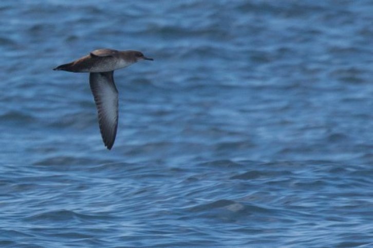 noord-spanje- galicie zeevogels en meer g19121.jpg noord-spanje- galicie zeevogels en meer- BirdingBreaks