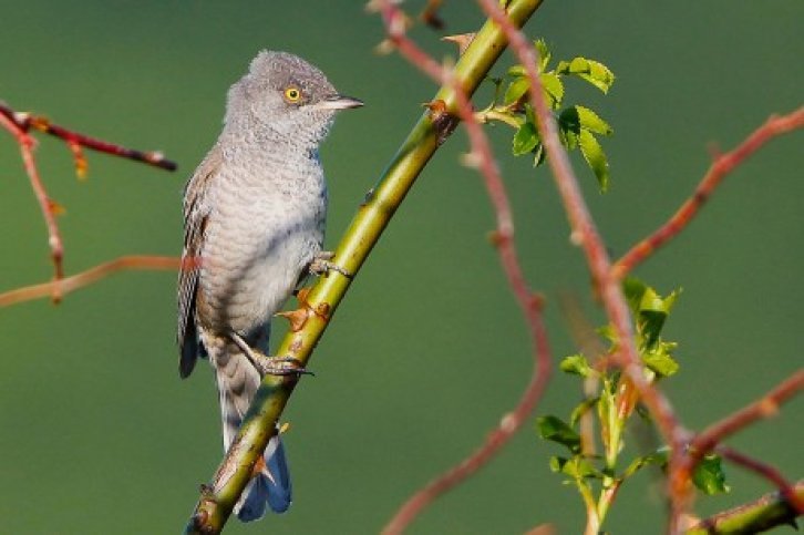 easy birding hongarije g18055.jpg Easy Birding Hongarije - BirdingBreaks