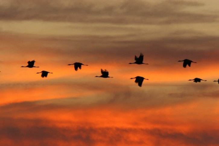 vogelreis hongarije - kraanvogels.jpg Vogelreis Hongarije - kraanvogels - BirdingBreaks