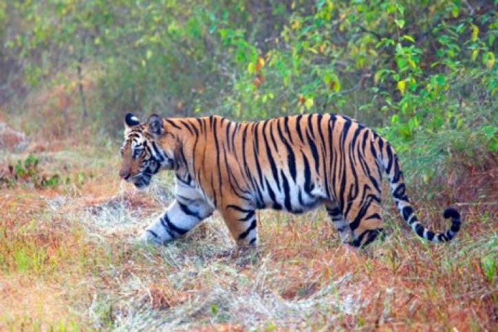 Tijger in India Naturebreaks, India- Vogels en tijgers- BirdingBreaks