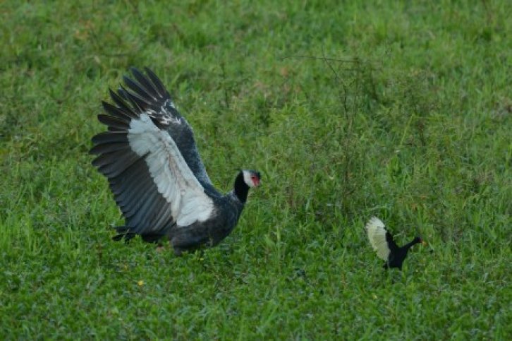 vogelreis colombia- g18160.jpg Vogelreis Colombia- BirdingBreaks