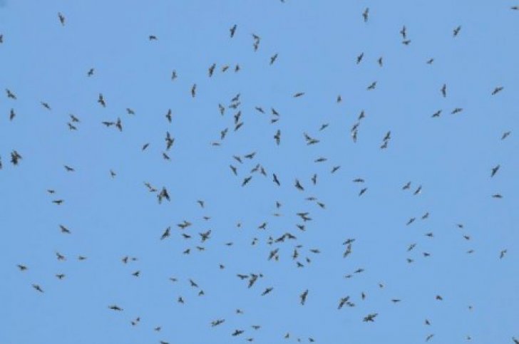 easy birding in batumi georgie- g18052.jpg Vogelreis Easy Birding- Batuma Georgie- BirdingBreaks