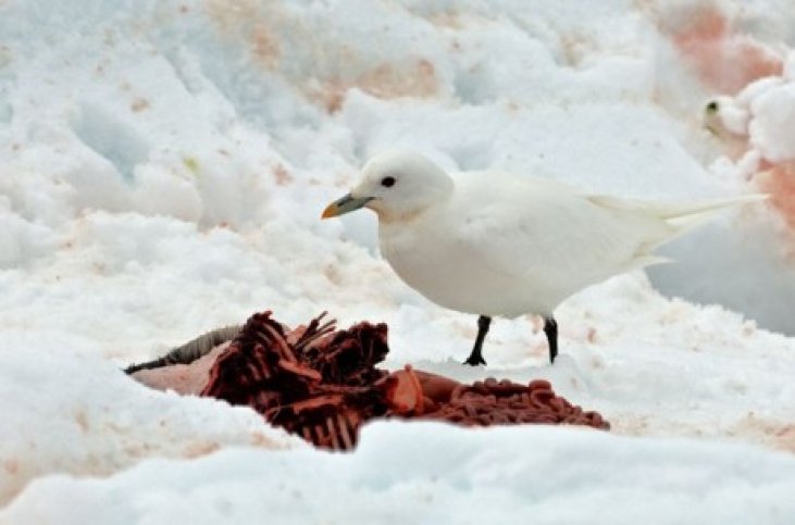 spitsbergen rondom- c 1930.jpg Expeditiecruise Spitsbergen-BirdingBreaks