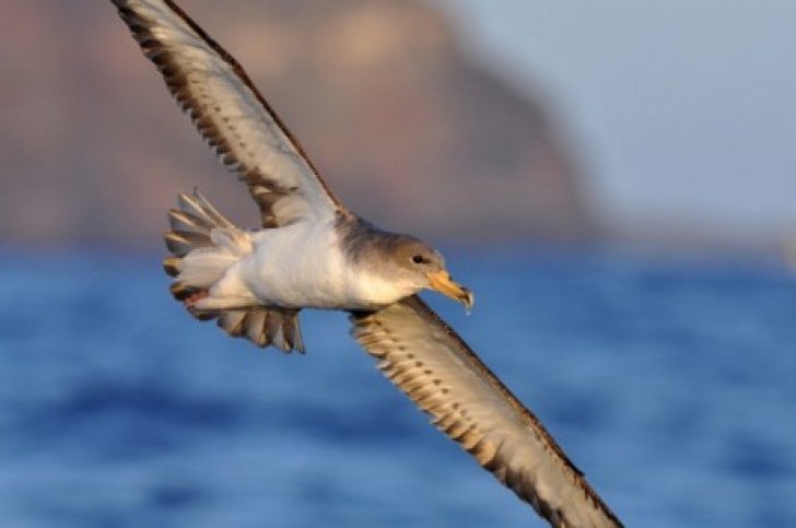 Vogelreis Azoren.jpg Vogelreis Azoren-BirdingBreaks