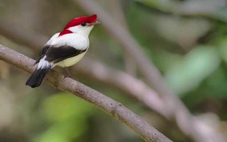 Vogelreis noord-oost Brazilie- BirdingBreaks Vogelreis noord-oost Brazilie- BirdingBreaks