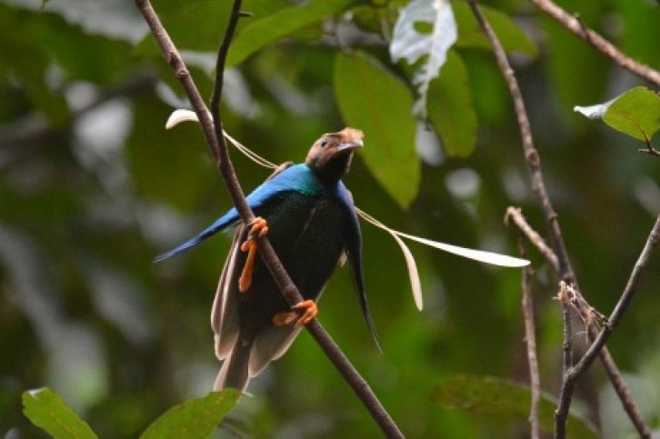 sulawesi en halmahera- g18108.jpg Vogelreis Sulawesi en halmahera- BirdingBreaks