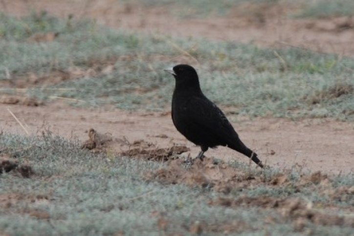 kazachstan, bergen, steenwoestijn en steppen - g19054.jpg Vogelreis Kazachstan, bergen, steendwoestijn en steppen-BirdingBreaks