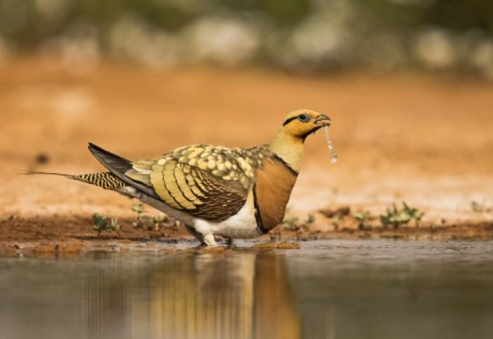 fotoreis spanje, zandhoenders en meer- f1820.jpg Fotoreis- Spanje, zandhoender en meer-BirdingBreaks