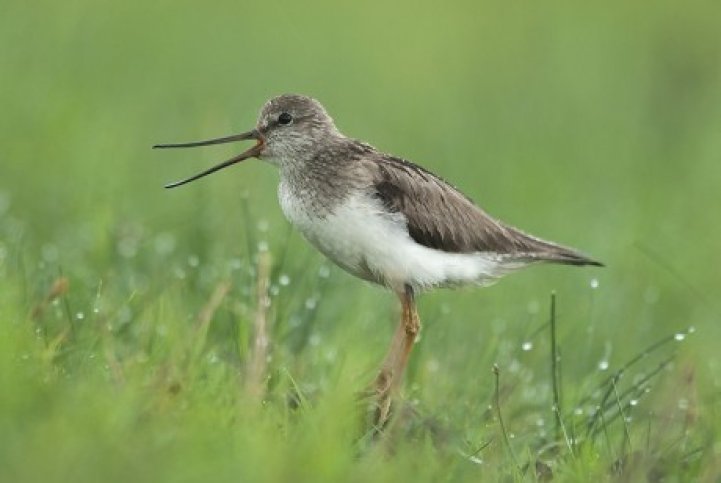 vogelreis wit rusland- g18085.jpg Vogelreis-Wit Rusland- BirdingBreaks