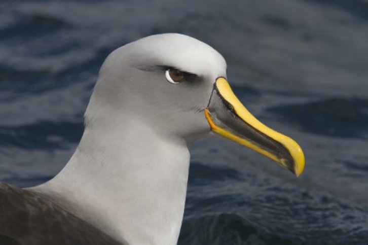 birding down under- een onvoorstelbaar zeevogelparadijs c1857.jpg Expeditiercruise birding down under- een onvoorstelbaar zeevogelparadijs-BirdingBreaks