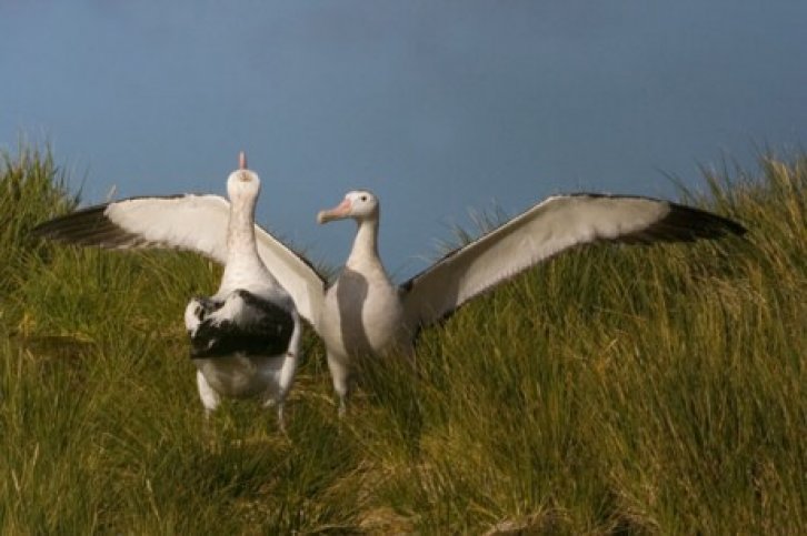 falklands, south georgia en antarctica - c1865.jpg Expeditie cruise falklands south georgia en antarctica- BirdingBreaks