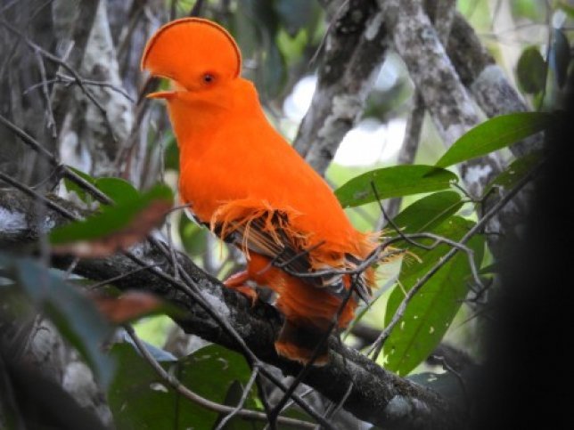suriname- 19007.jpg Vogelreis Suriname- BirdingBreaks