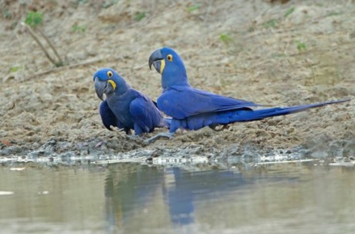 Vogelreis Brazilie, Pantanal-BirdingBreaks Vogelreis Brazilie, Pantanal-BirdingBreaks