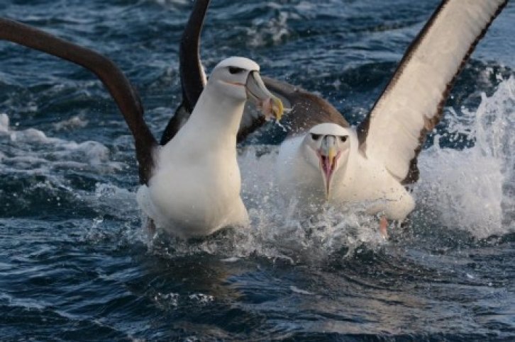 Expeditiecruise Galapagos eilanden-BirdingBreaks