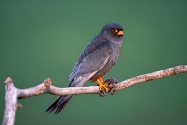 roemenie reguliere reis.jpg Vogelreis roemenie reguliere reis-BirdingBreaks
