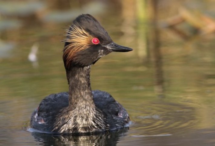 Vogelweekend Drenthe Vogelweekend Drenthe- BirdingBreaks