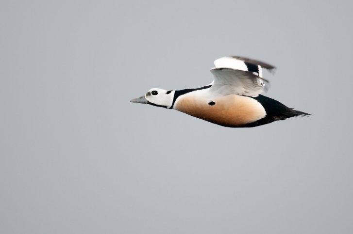 Stellers Eider - BirdingBreaks noord-finland
