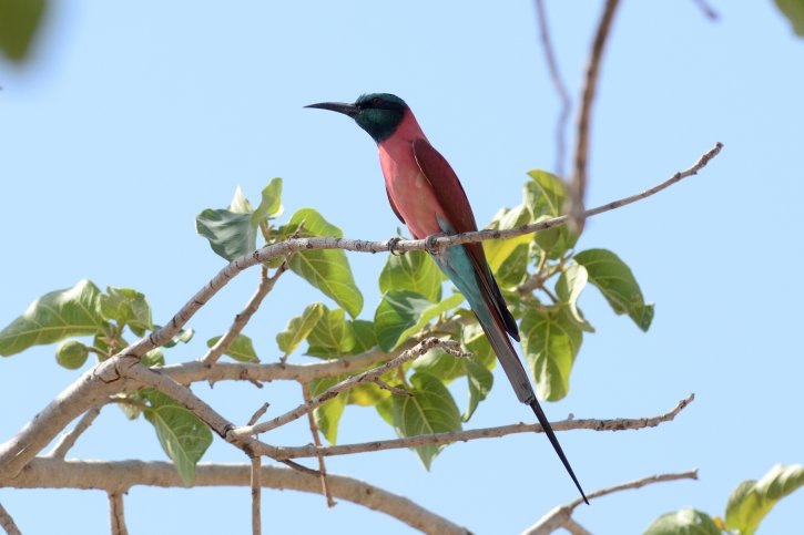 Northern Carmine Bee-eater - Laurens Steijn