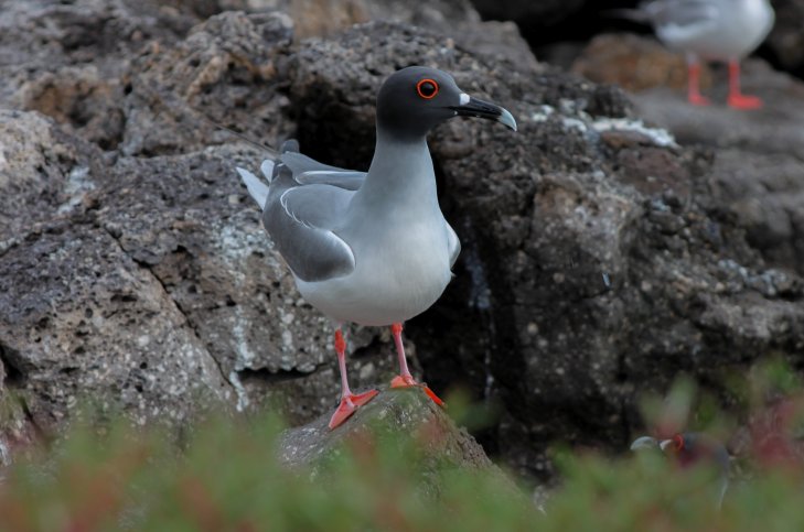 Swallow-tailed Gull - Tim van der Meer
