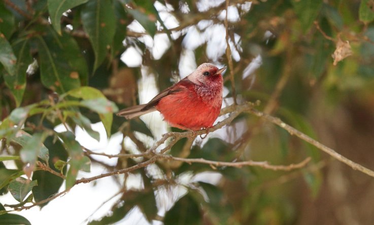 Red Warbler