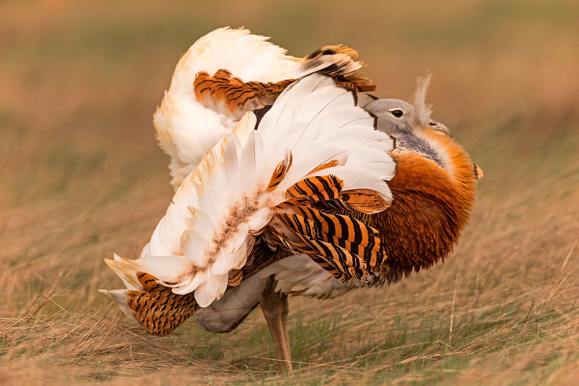 Fotoreis Spanje Trap - BirdingBreaks