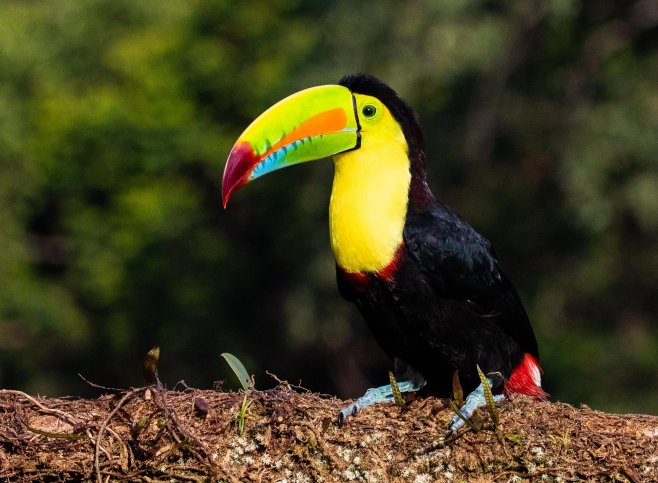 Keel-billed Toucan -Lenie de Boer