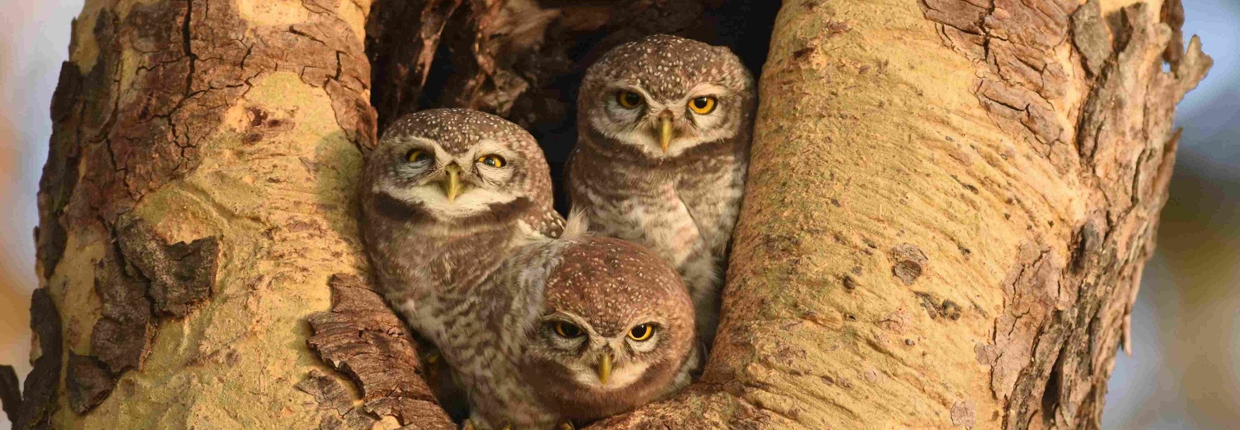 Spotted Owlet, Bagan, Myanmar, 2017, Laurens Steijn