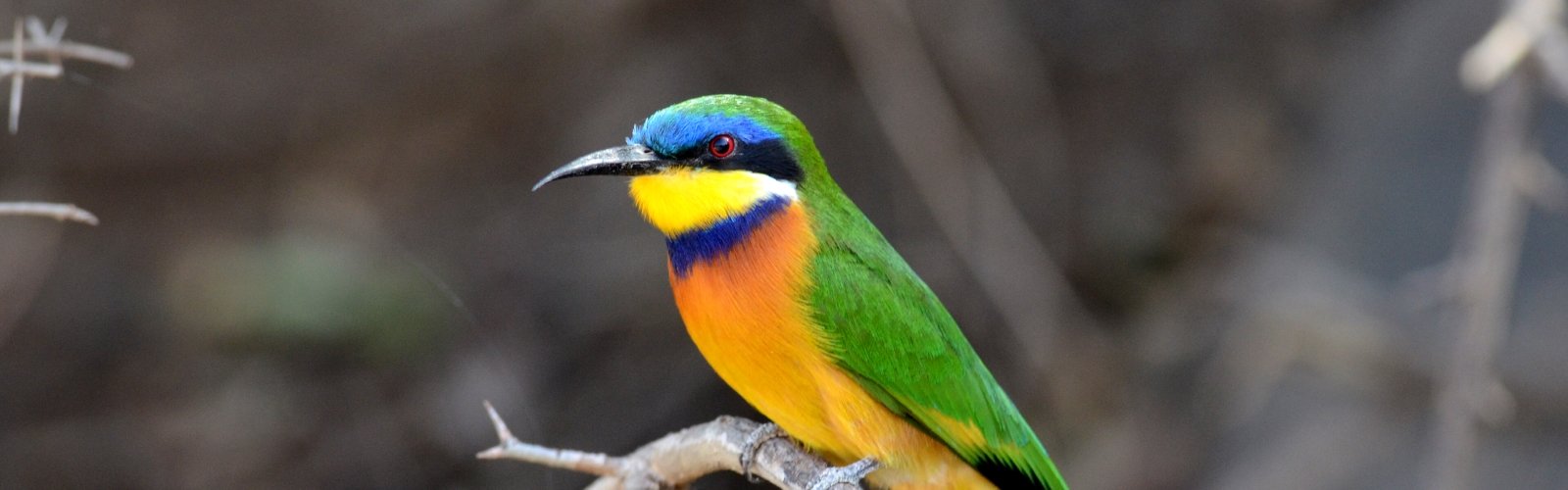 Ethiopian Bee-eater - Laurens Steijn