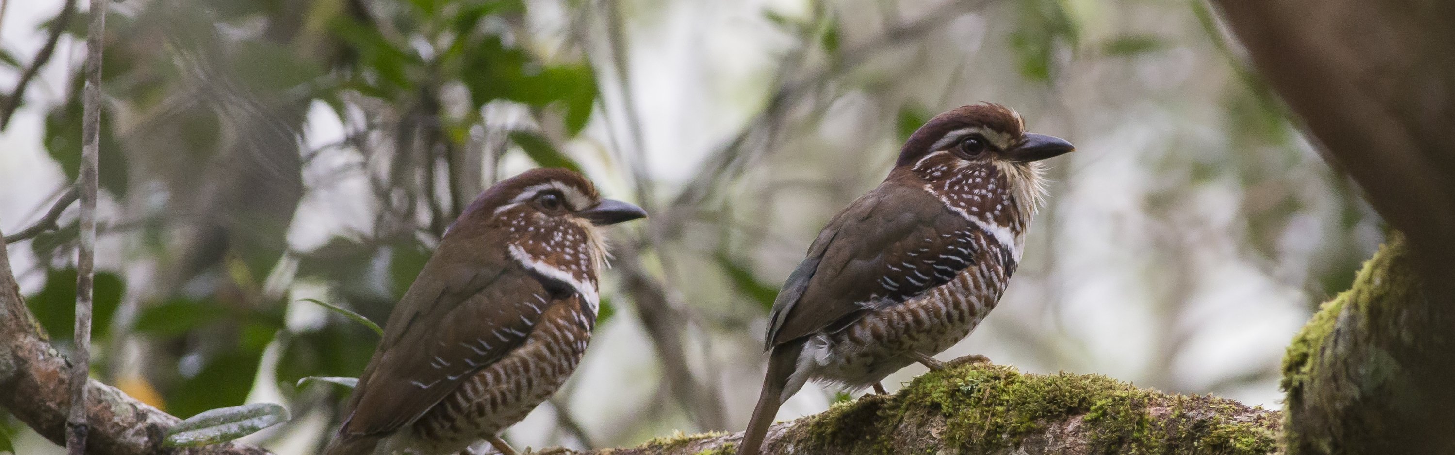 Short-legged Ground Roller - Madagaskar - Sander Bot