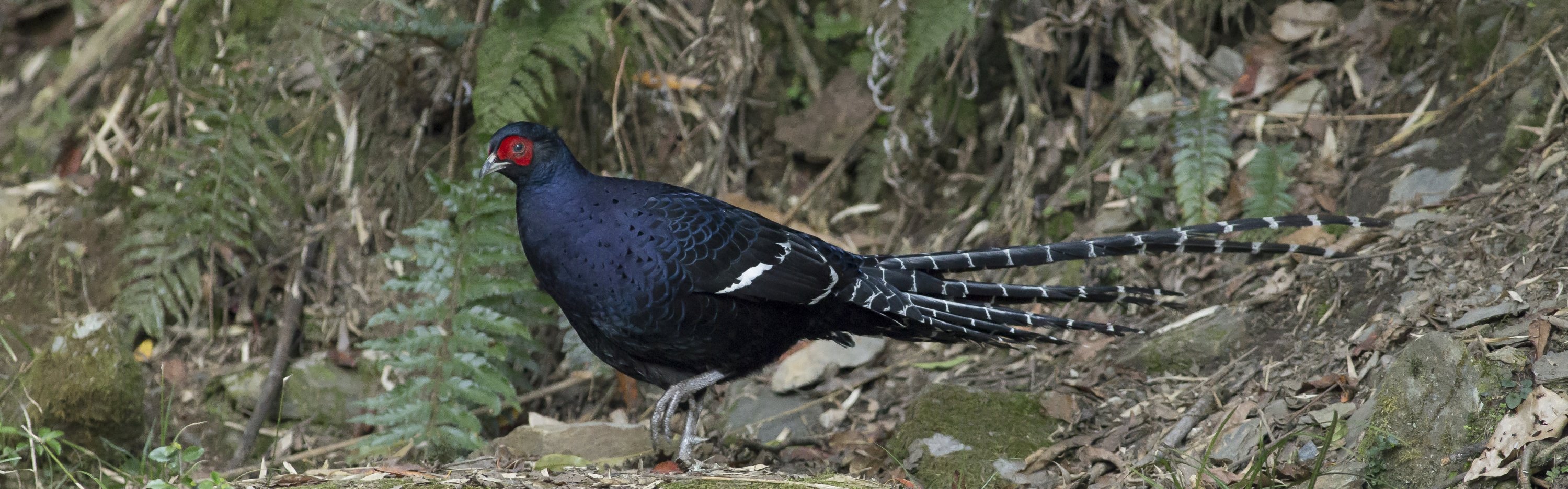 Mikado Pheasant - Taiwan - Sander Bot