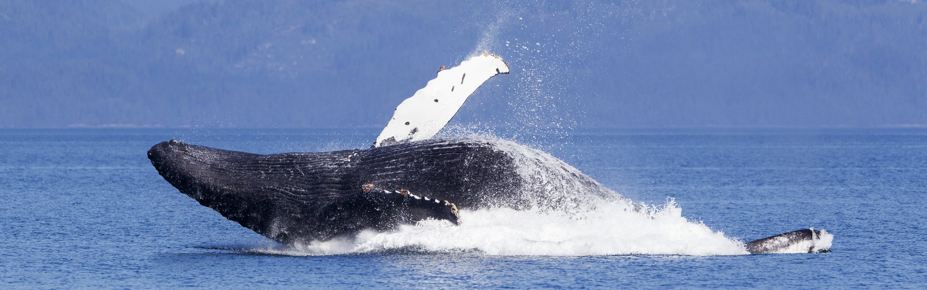 Humpback Whale - Inge van der Wulp - Vancouver Island