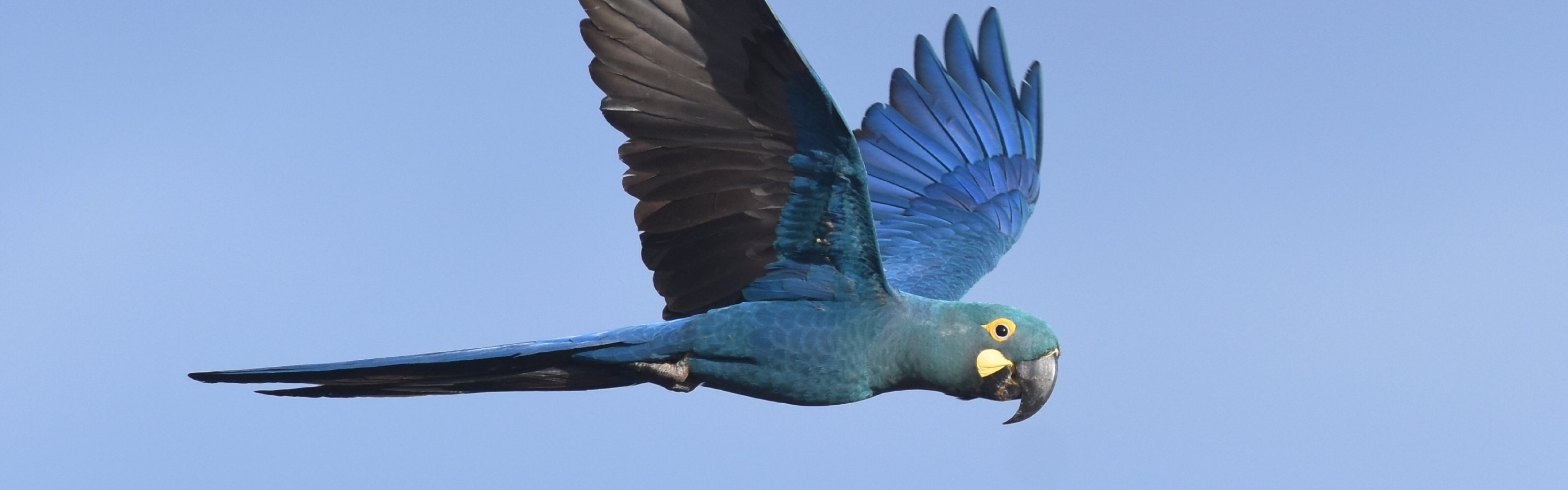 Lears Macaw, Canudos, Brazilie, Laurens Steijn