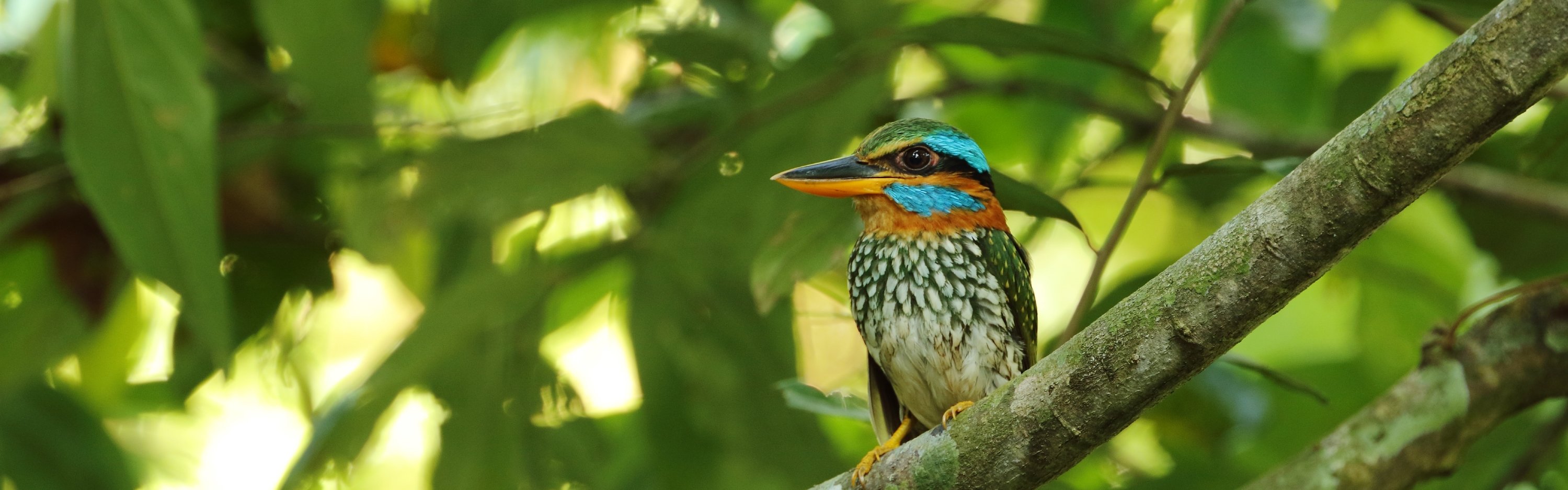 Spotted Woodkingfisher - Bram Demeulemeester