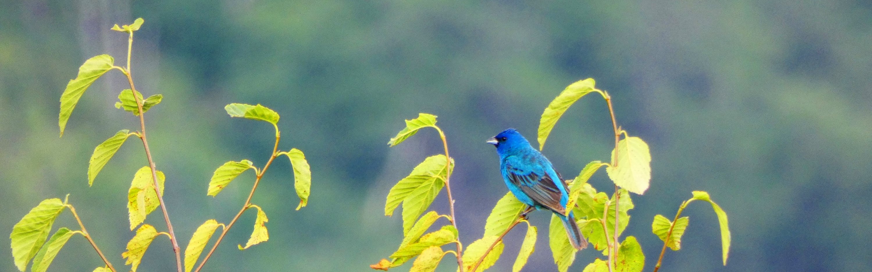 Indigo Bunting - Jelmer Poelstra