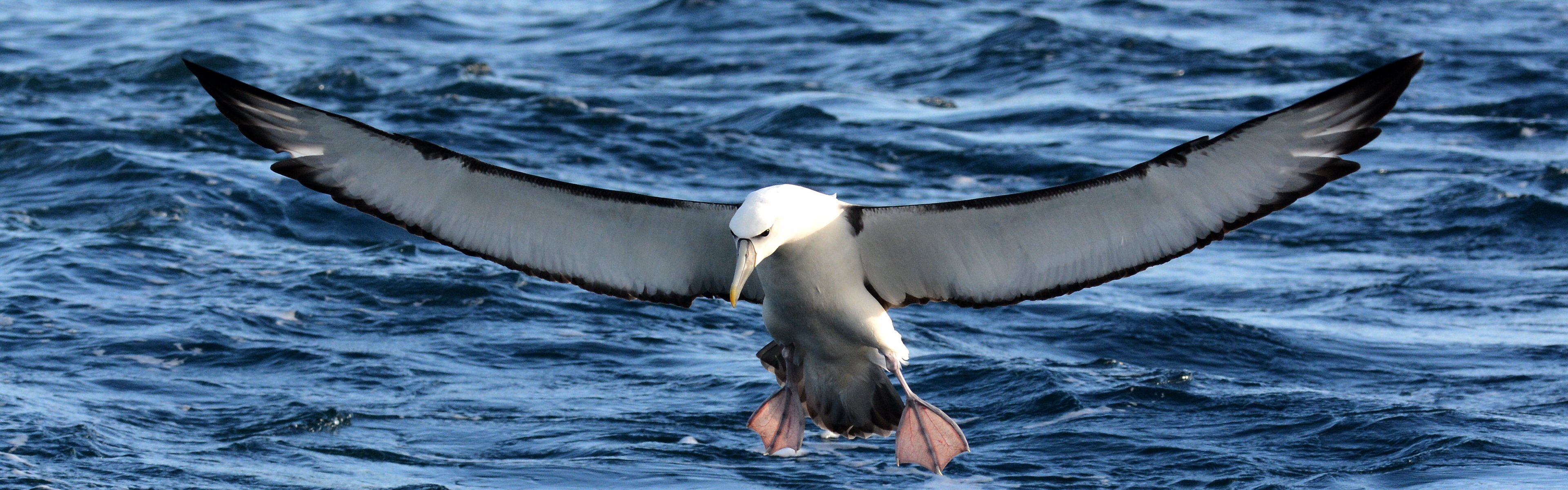 White-capped Albatros, New Zealand, south of Kaikoura, WPO, 26 mrt 2013, Laurens Steijn