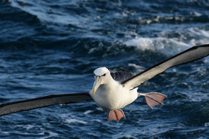 White-capped Albatros, New Zealand, south of Kaikoura, WPO, 26 mrt 2013, Laurens Steijn White-capped Albatros, New Zealand, south of Kaikoura, WPO, 26 mrt 2013, Laurens Steijn